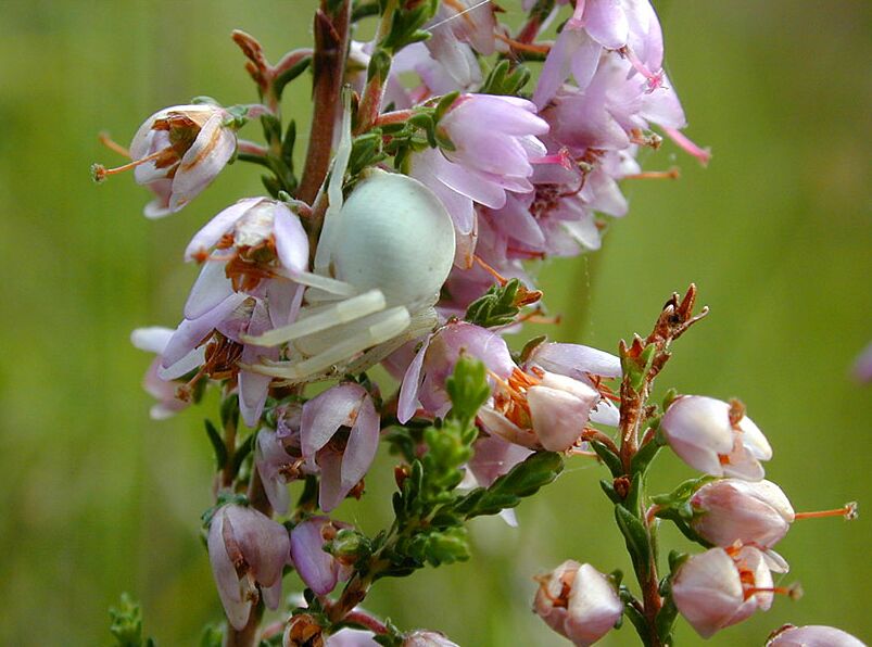Heide, Besenheide (Calluna vulgaris) mit versteckter Krabbenspinne