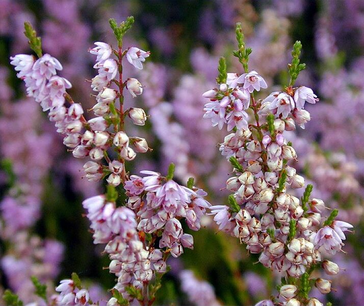 Heide, Besenheide (Calluna vulgaris)