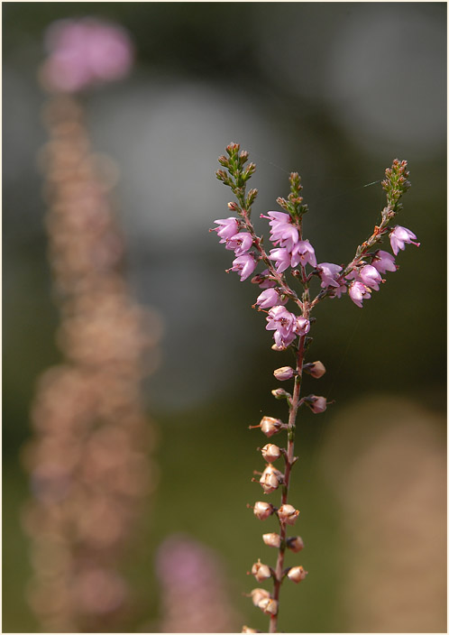 Heide, Besenheide (Calluna vulgaris)