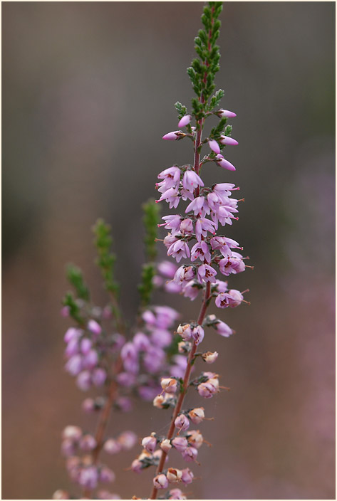 Heide, Besenheide (Calluna vulgaris)