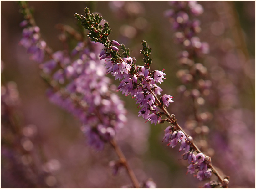 Heide, Besenheide (Calluna vulgaris)