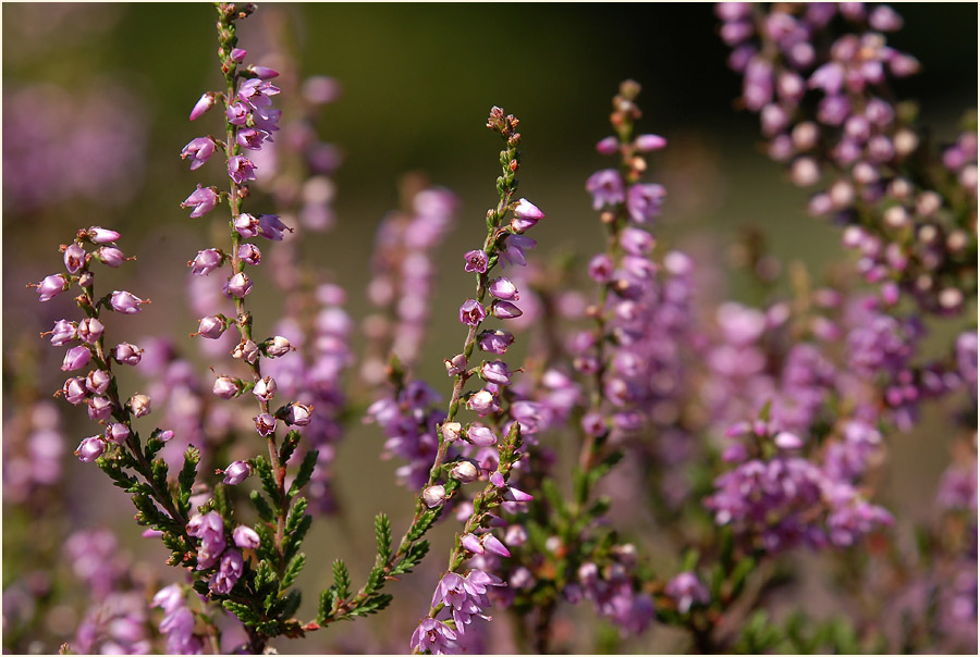 Heide, Besenheide (Calluna vulgaris)