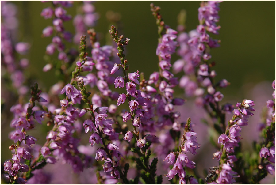 Heide, Besenheide (Calluna vulgaris)