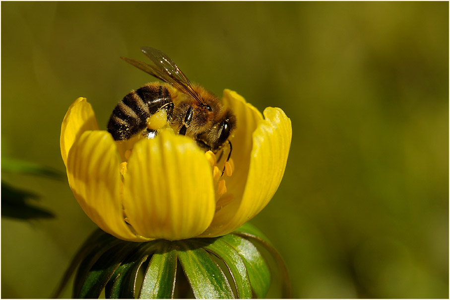 Biene auf Winterling