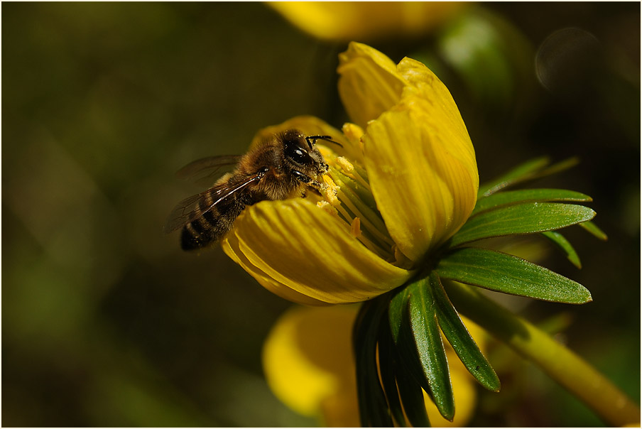 Biene auf Winterling