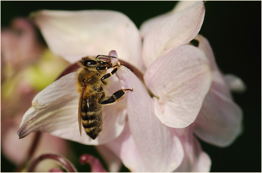 Biene auf Akelei