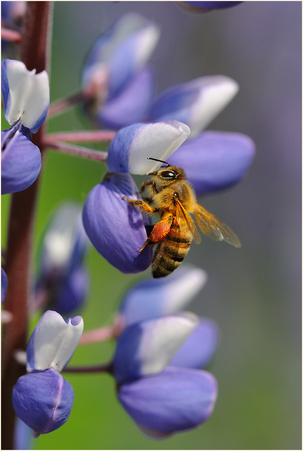 Biene auf Lupine