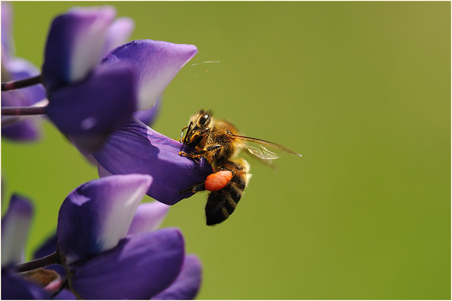 Biene auf Lupine