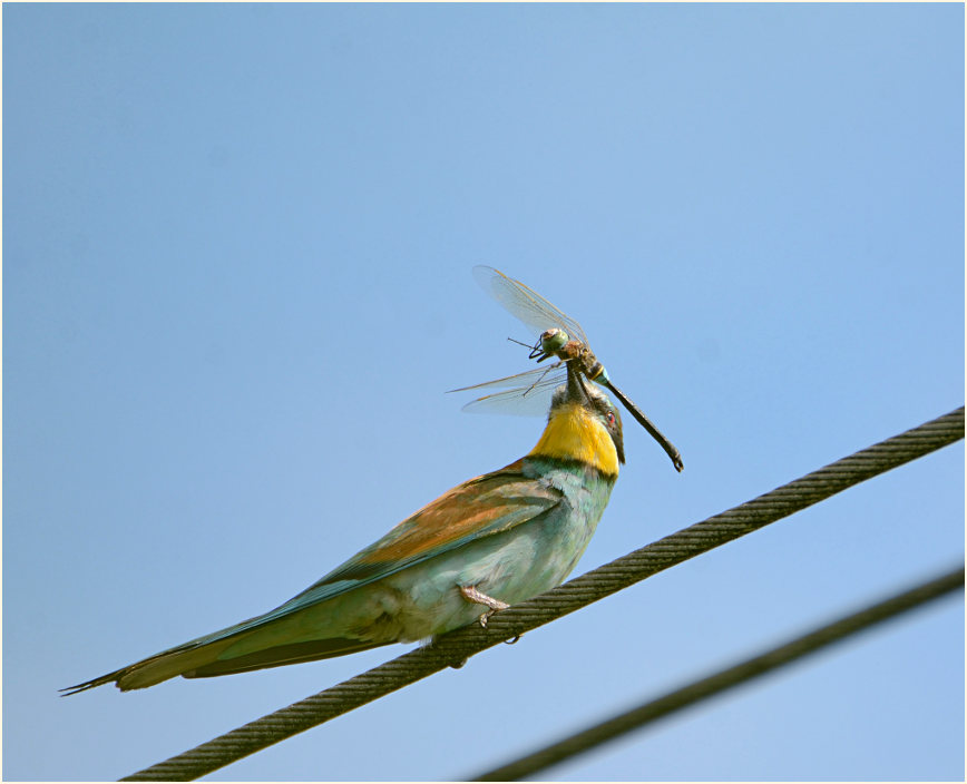 Bienenfresser