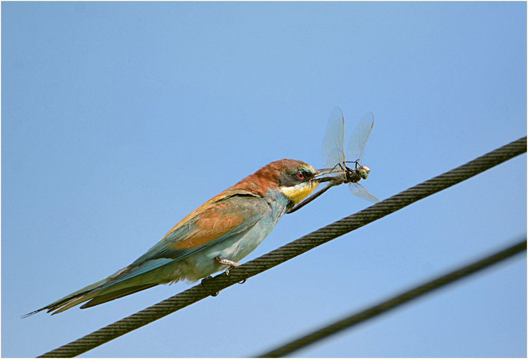 Bienenfresser