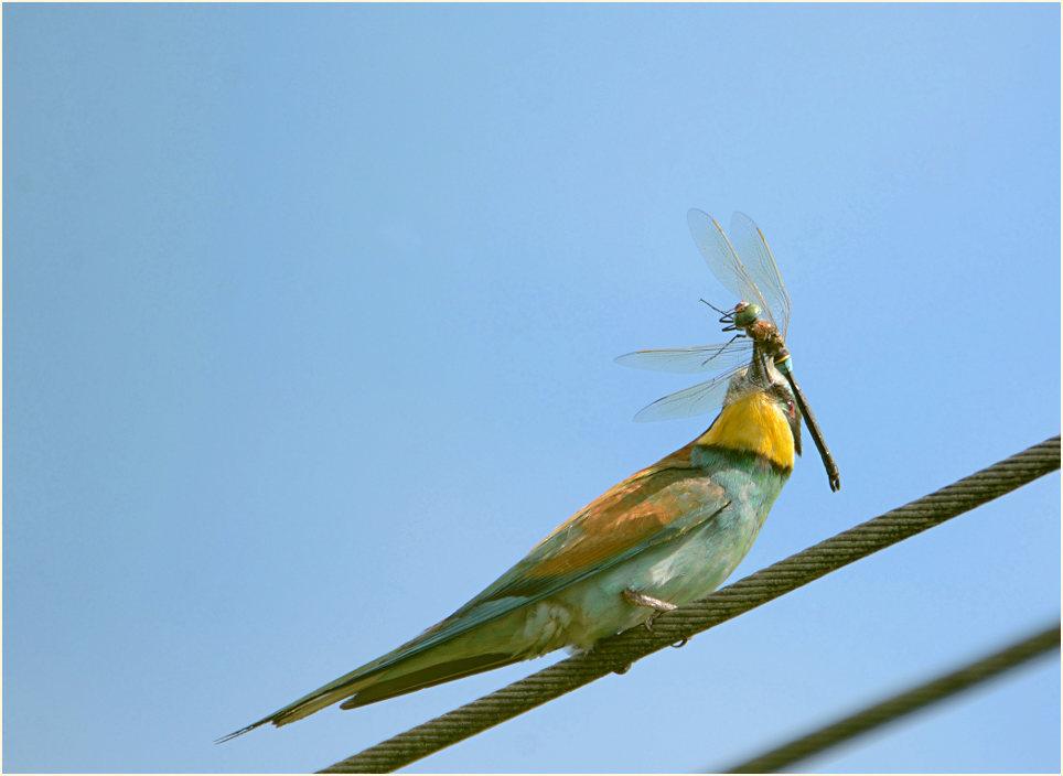 Bienenfresser