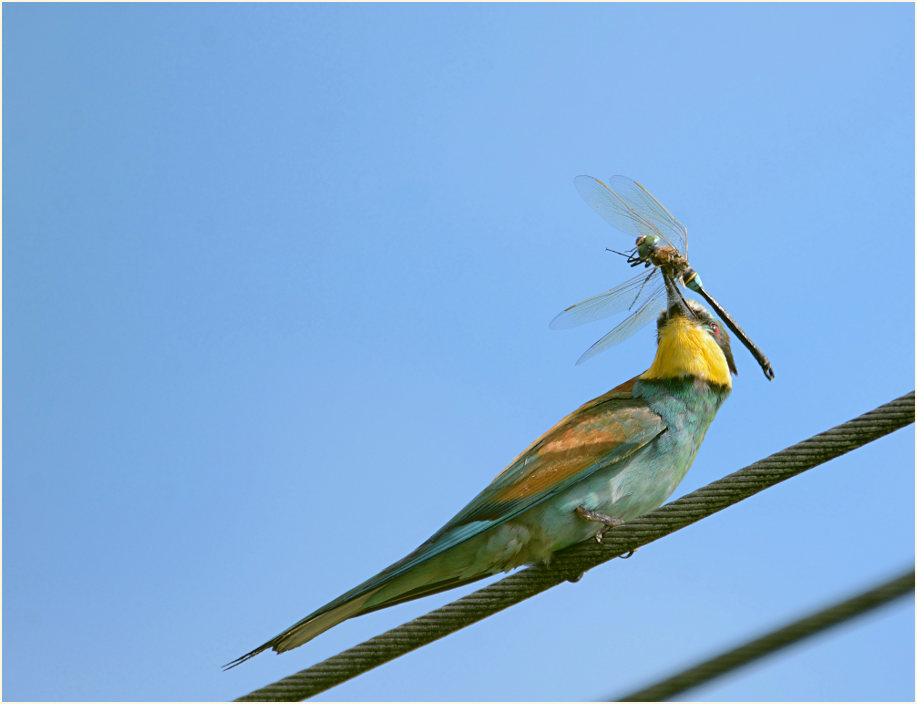 Bienenfresser