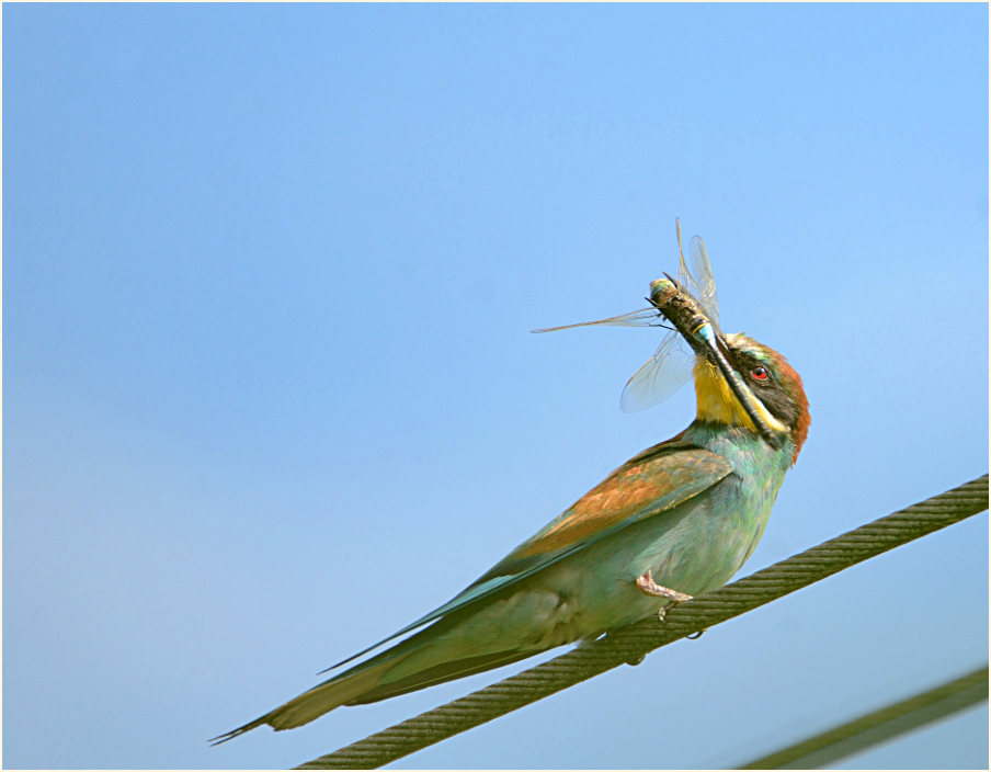 Bienenfresser