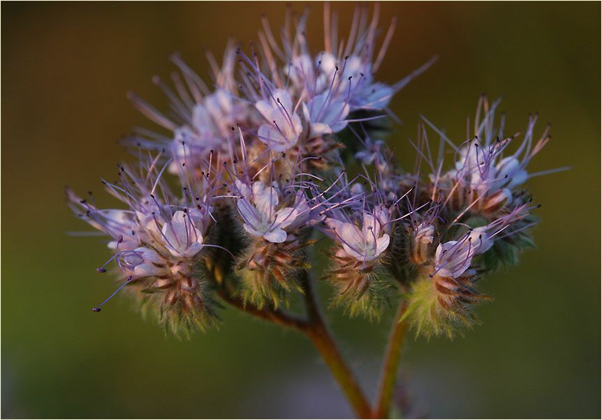 Bienenfreund (Phacelia)