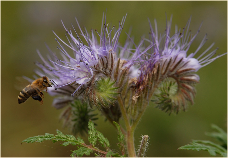 Bienenfreund (Phacelia)