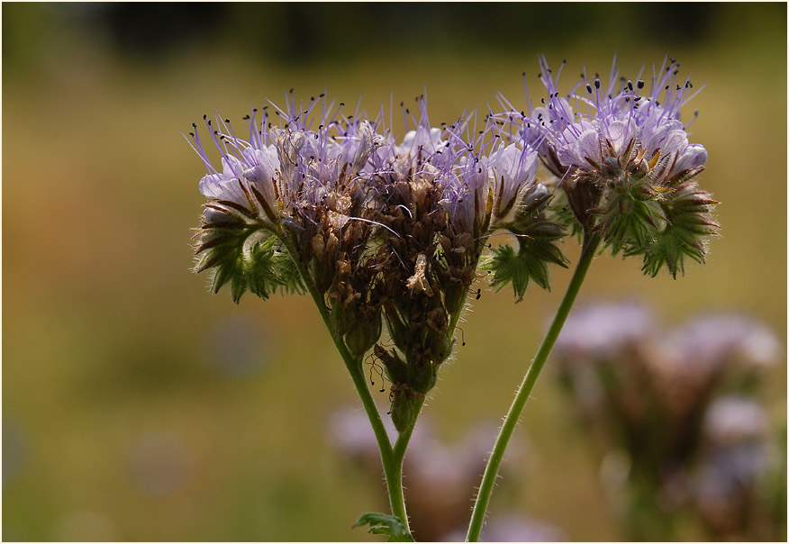 Bienenfreund (Phacelia)