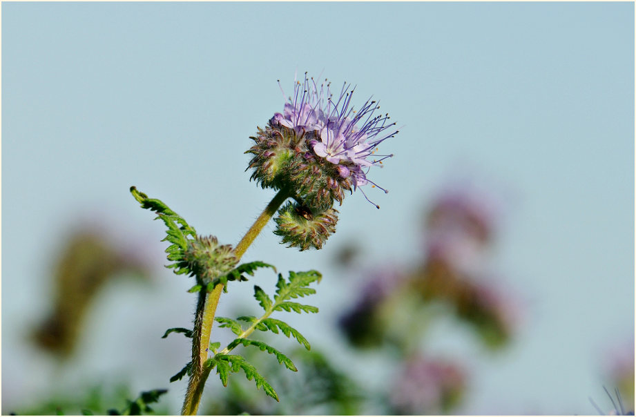 Bienenfreund (Phacelia)