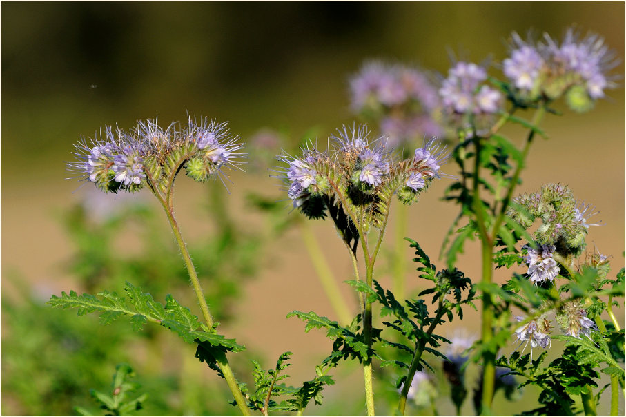 Bienenfreund (Phacelia)