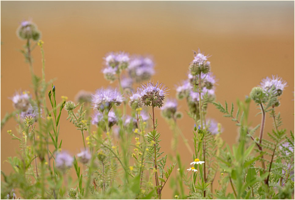 Bienenfreund (Phacelia)