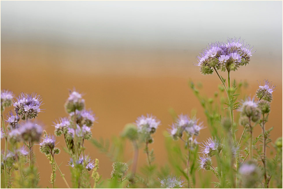 Bienenfreund (Phacelia)