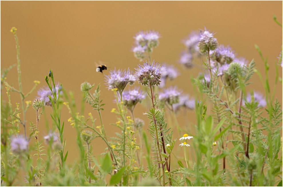 Bienenfreund (Phacelia)