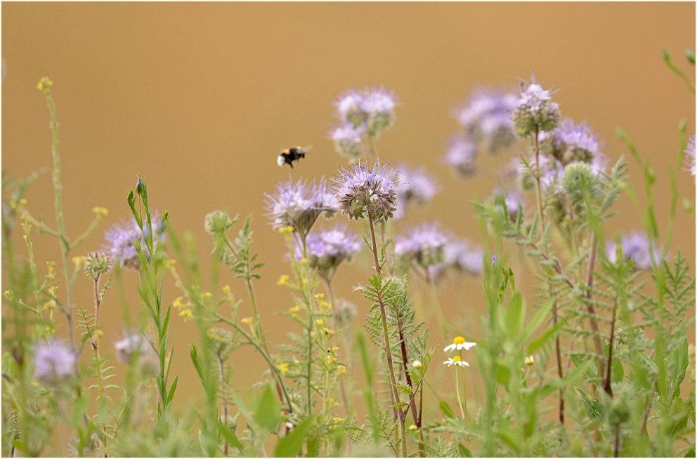 Bienenfreund (Phacelia)