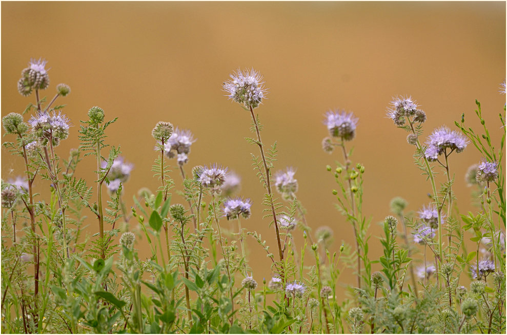 Bienenfreund (Phacelia)