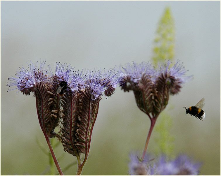 Bienenfreund (Phacelia)