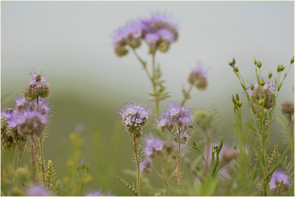 Bienenfreund (Phacelia)