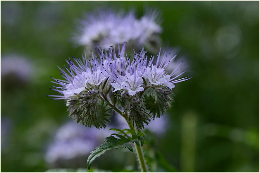 Bienenfreund (Phacelia)