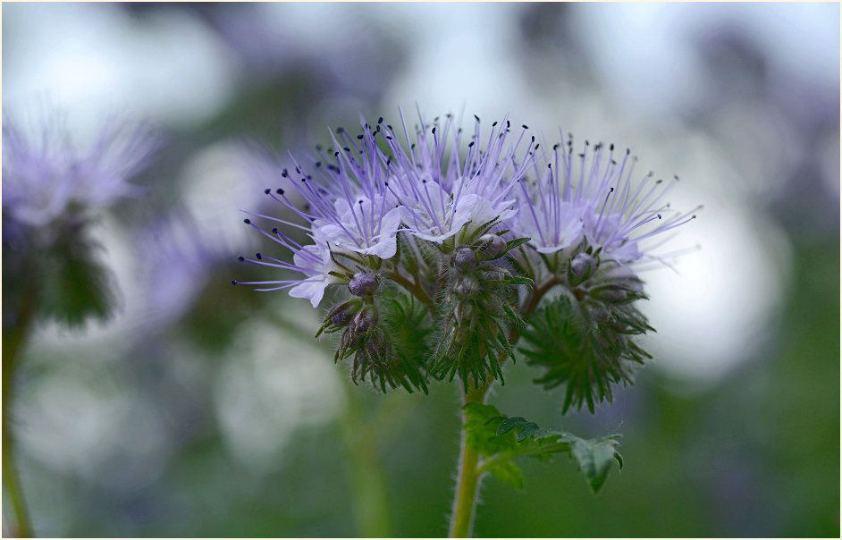 Bienenfreund (Phacelia)