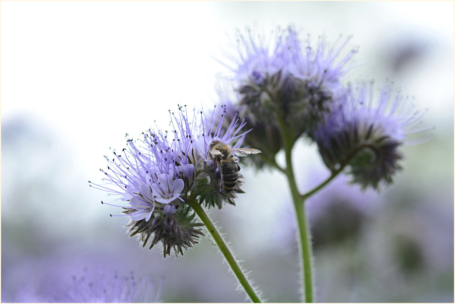 Bienenfreund (Phacelia)