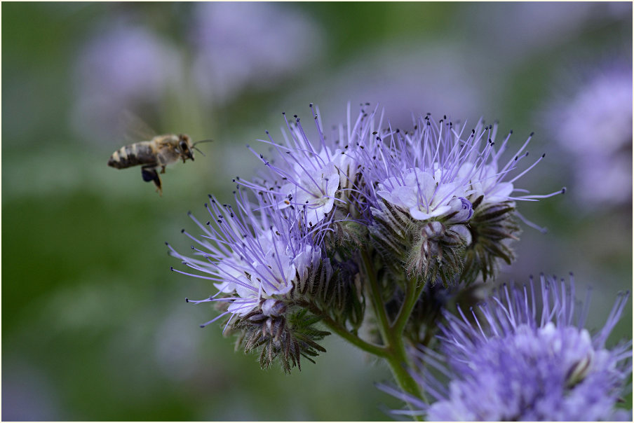 Bienenfreund (Phacelia)