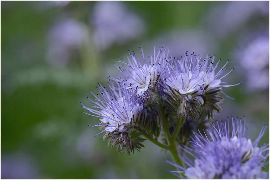 Bienenfreund (Phacelia)