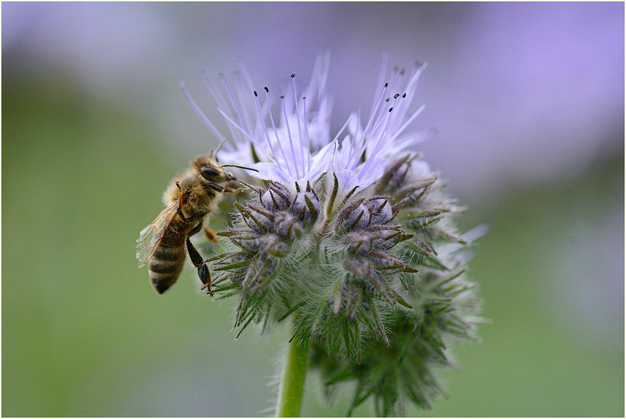 Bienenfreund (Phacelia)