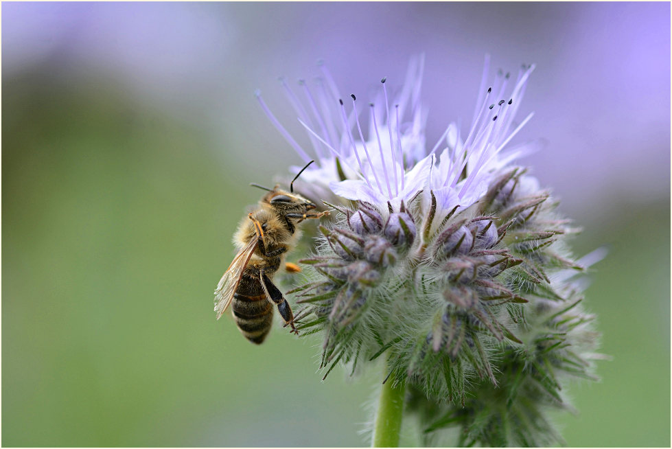 Bienenfreund (Phacelia)