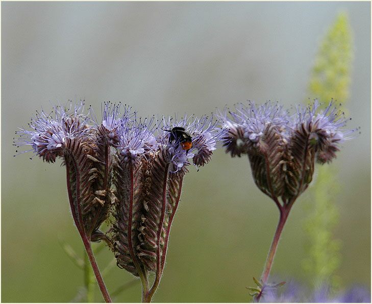 Bienenfreund (Phacelia)