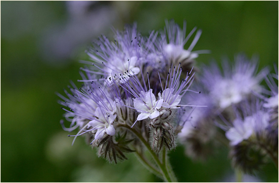 Bienenfreund (Phacelia)