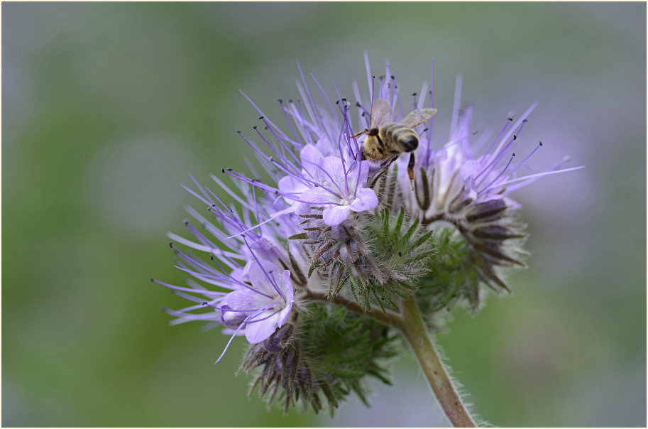 Bienenfreund (Phacelia)