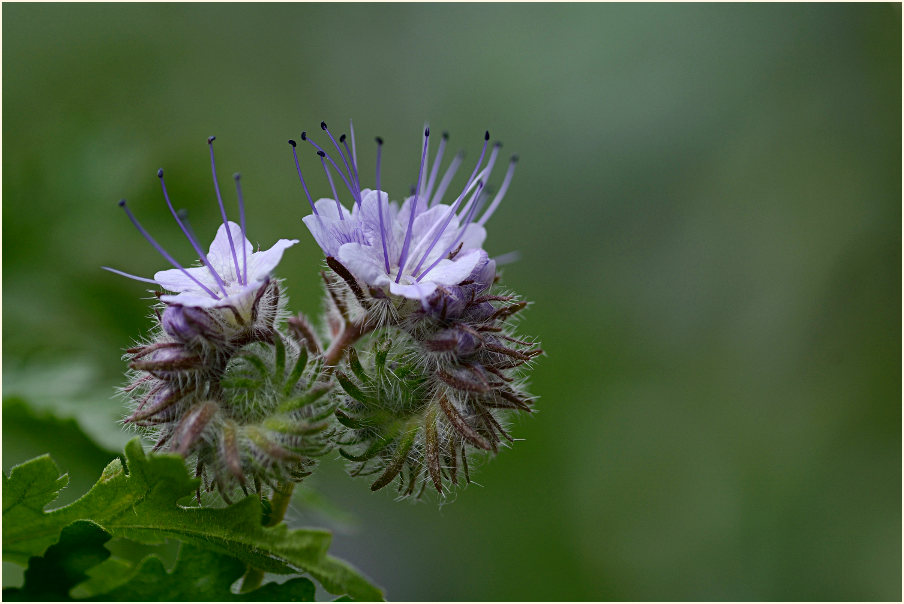 Bienenfreund (Phacelia)