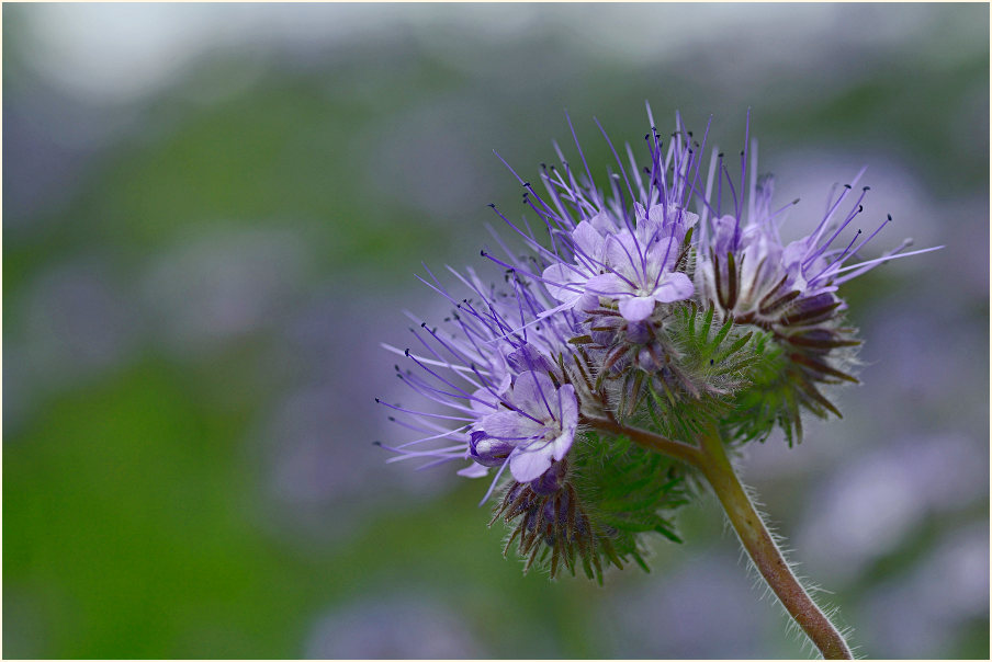 Bienenfreund (Phacelia)