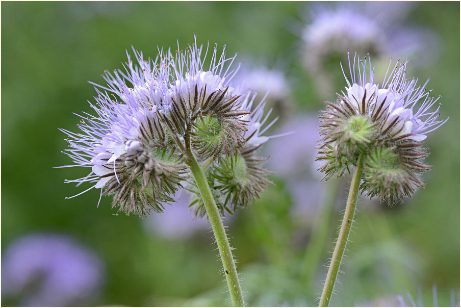 Bienenfreund (Phacelia)