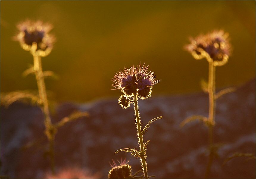 Bienenfreund (Phacelia)