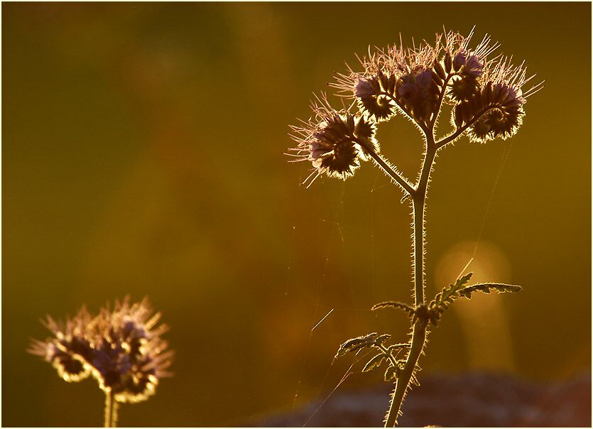 Bienenfreund (Phacelia)