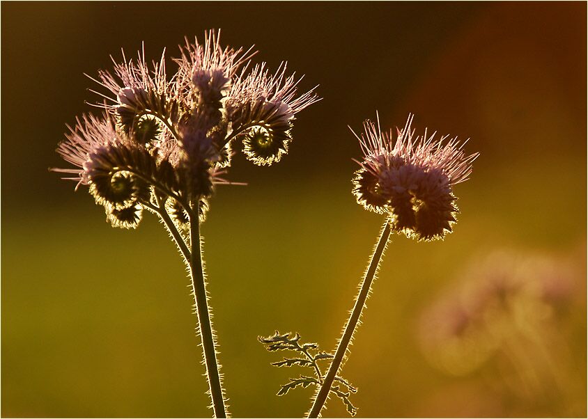 Bienenfreund (Phacelia)