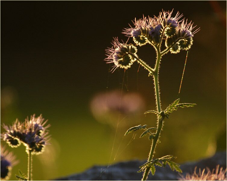 Bienenfreund (Phacelia)