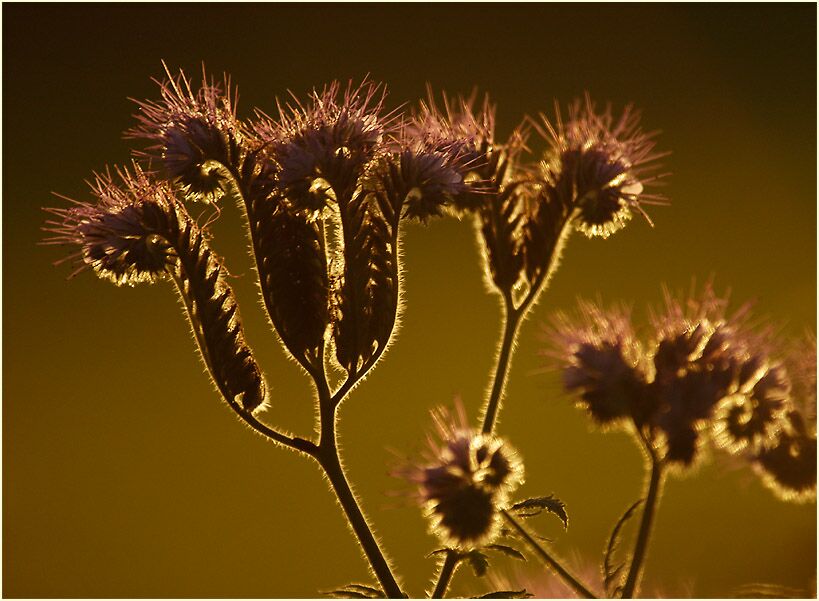 Bienenfreund (Phacelia)