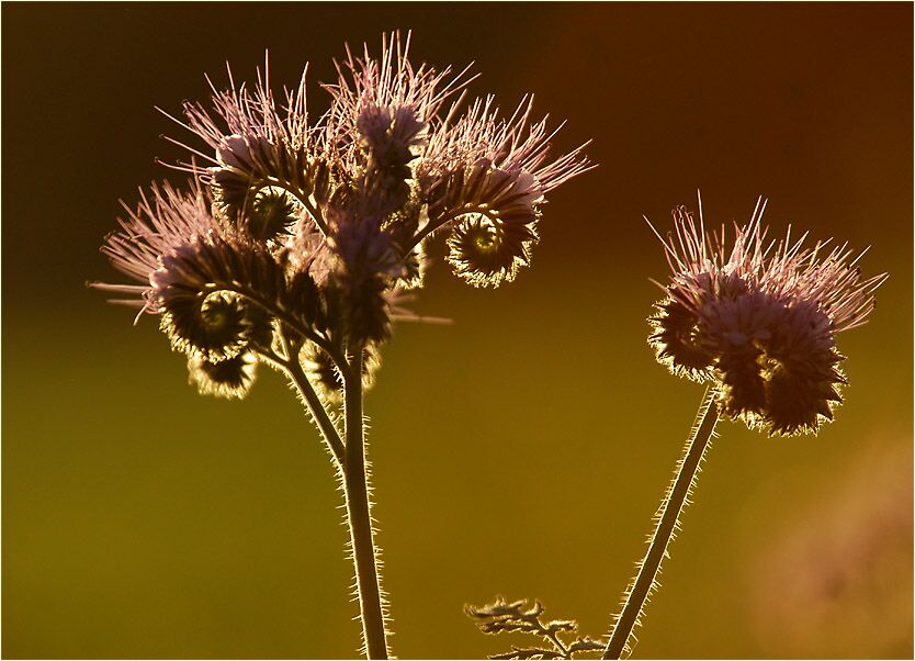 Bienenfreund (Phacelia)