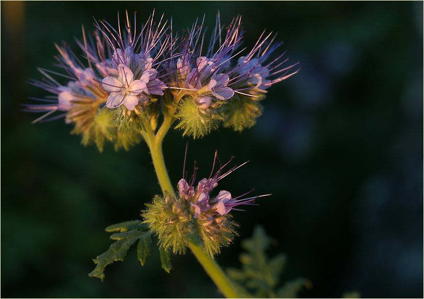 Bienenfreund (Phacelia)