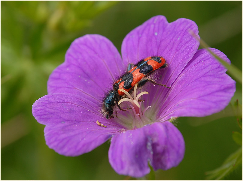 Bienenkäfer (Trichodes apiarius)